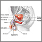 Anatomía reproductora masculina