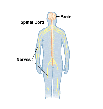 Body Map for Brain and Nerves